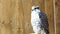 Saker Falcon Falco cherrug is a species of predatory birds