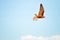 Saker falcon, peregrine falcon, Exhibition of Falconry