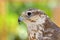 Saker falcon portrait (Falco cherrug)