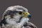Saker falcon profile
