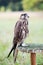 Saker Falcon sits