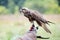 Saker Falcon sits on a glove