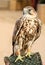 A saker falcone portrait