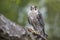 Saker peregrine falcon hybrid