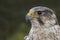 Saker peregrine falcon hybrid close