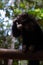 Saki monkey in Mocagua  Amazonas  Colombia