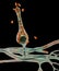 Saksenaea microscopic fungi, the agent of mucormycosis disease, 3D illustration