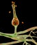 Saksenaea microscopic fungi, the agent of mucormycosis disease, 3D illustration