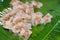 Saku Sai Moo. Thai dessert food Steamed Tapioca dumpling sago balls with pork on A banana leaf