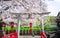 Sakura is beautiful in front of the temple entrance in Kyoto,Japan