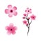 Sakura Beauty flower Vector icon