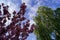 Sakura, birch, blue sky and white clouds