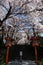 Sakura bloomimg at the entrace of Chureito Pagoda, Japan