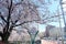 Sakura bloomimg at Kandagawa or Kanda River, Tokyo