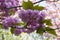 Sakura blooming with double pink flowers