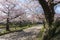 Sakura blooming at Fukuoka castle, Japan