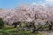 Sakura blooming at Fukuoka castle, Japan