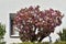 Sakura blooming with pink flowers on a background of a house wall with a window on a sunny day