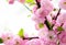 Sakura blooming tree., natural floral background. beautiful spring flowers. pink cherry tree flower. new life beginning