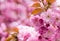 Sakura blooming tree., natural floral background. beautiful spring flowers. pink cherry tree flower. new life beginning