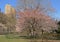 Sakura blooms in Central Park on a spring bright day. New York City