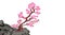 Sakura blooms. Cherry tree on a stone cliff in the mountains. illustration