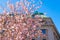 Sakura blooms in Stockholm. Spring