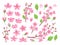 Sakura blossom. Asia cherry, peach flowers. Isolated almond garden or park plants. Pink budding floral petal and