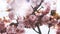 sakura blossom on background sun flare, macro pink cherry tree in spring garden, beautiful romantic flowers for card clean space