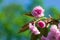 Sakura blossom branch on colorful bokeh background