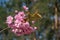 Sakura blossom branch on colorful bokeh background