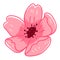 Sakura blossom, flourishing pink flora vector