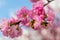 Sakura blossom and flying bee pollinating flowers