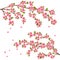 Sakura blossom - Japanese cherry tree