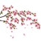 Sakura blossom - Japanese cherry tree isolated