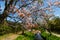 Sakura blossom at Oshino Hakkai village