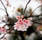 Sakura blossoming bouquet.