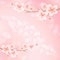 Sakura blossoms. Branch of sakura with flowers. Cherry blossom branch on pink color. Vector