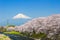 Sakura blossoms and Mountain Fuji