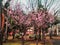 Sakura blossoms tree
