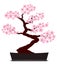 Sakura bonsai floral isolated illustrations