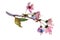 Sakura branch, cherry blossom with pink flowers.