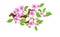 Sakura branch with flowers in anime style, cherry blossom, illustration. Partially animated stylistic solution in