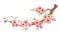 Sakura branch with flowers watercolor illustration. Blossom petal bouquet