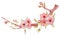 Sakura branch with flowers watercolor illustration. Blossom petal bouquet