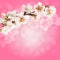 Sakura branch on a pink background