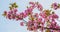 Sakura branch on white background japanese style is great for labels, magazines, catalogs