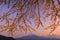 Sakura branches and Sakura tree at Lake Kawaguchiko