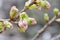 Sakura bud on a branch