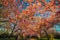 Sakura cherry alley, alleyway or boulevard, renewal and rebirth symbol, shelters people with its blanket of pink flower blossoms